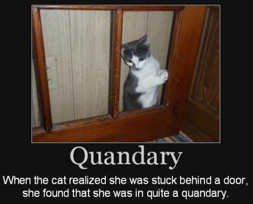 When the cat realized she was stuck behind a door, she found that she was in quite a   quandary. 